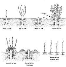 This tropic loving tree is a bit finicky. Stooling An Apple Rootstock Apple Tree Apple Propagation Backyard Vegetable Gardens