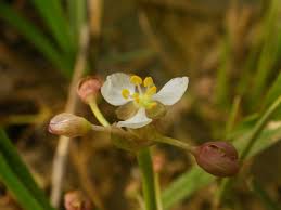 Image result for Limnophyton obtusifolium