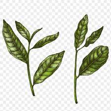 Colorful Green Tea Leaf Png Transparent Premium Image By Rawpixel Com Noon Png Color Green