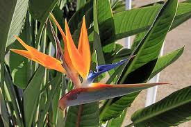 Allyson's flowers delivers fresh flowers and gift baskets throughout los angeles, ca and the surrounding communities. Get To Know The Official Flower And Tree Of Los Angeles Daily News