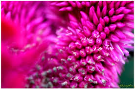 Image result for Celosia stuhlmanniana