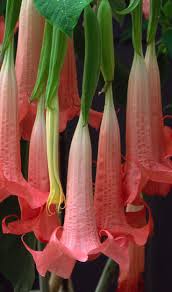 Angel Trumpet Idees De Jardin Fleur Fleurs Fanees Belles Fleurs