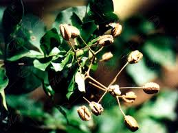 Image result for Pisonia aculeata