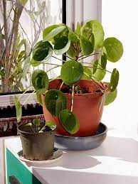 Plantas De Interior De Moda Son Tendencia Plants Chinese Money Plant Money Plant