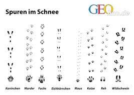 54 kostenlose bilder zum thema tierspur. Unternehmungtipps Im Januar Tierspuren Im Schnee Tierspuren Spuren Im Schnee