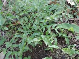 Image result for Panicum brevifolium