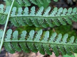 Image result for Dryopteridaceae