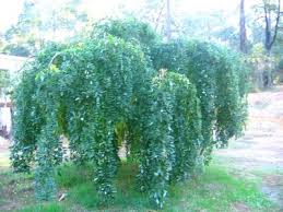 Check spelling or type a new query. Les Arbres De Petit Developpement