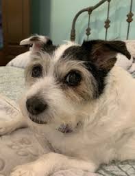 North dallas animal rescue and humane society offering dog adoption & foster services. Dog For Adoption Sadie In Dallas Texas A Jack Russell Terrier In Dallas Tx Petfinder