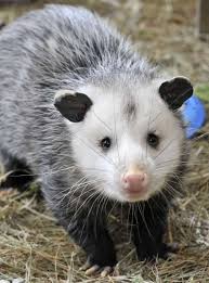 Small Animals Get A Second Chance At Jacksonville Wildlife Sanctuary Baby Possum Most Cutest Dog Awesome Possum