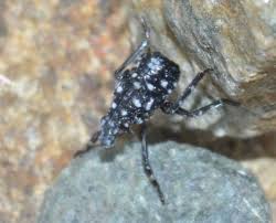 Image result for Scleria delicatula