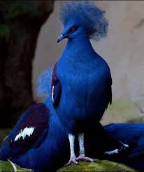 Indian Blue Pigeon Most Beautiful Birds Animals Beautiful Beautiful Birds