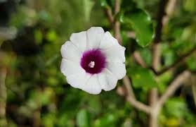 Image result for Ipomoea trinervia