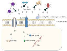 Check spelling or type a new query. Frontiers Effects Of Metabolites Derived From Gut Microbiota And Hosts On Pathogens Cellular And Infection Microbiology