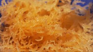 As it is harvested from the ocean and dried, it is usually clumped together with sand or other impediments. Health Benefits Of Irish Moss Drinks Gel Supplement Powder Eat Algae