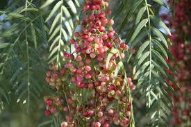 Image result for Schinus molle