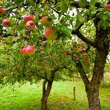 Sie werden zu früh gepflückt, und nach einem biss stellt sich heraus, dass die frucht noch nicht schmeckt. Apfelbaume Pflanzen Und Pflegen Ndr De Ratgeber Garten Nutzpflanzen