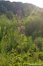 Image result for Verbenaceae