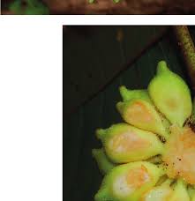 Image result for Uvaria tanzaniae