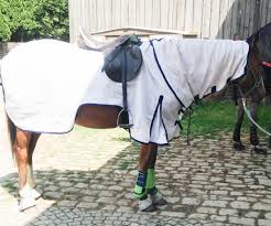 Ein pferd greift zwei menschen an. Ausreiten So Macht Es Auf Dem Pferd Richtig Spass Tipps Zum Pferd