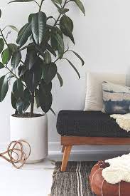 How To Care For Ficus Elastic Rubber Plant Rubber Tree Plant Plants Rubber Tree