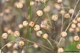 Gemeiner Oder Echter Lein Linum Usitatissimum Pflanzen Heilpflanzen Gewachs