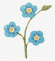 Png Forget Me Not Flower Free Image By Rawpixel Com Eve Free Png Free Illustrations Forget Me Nots Flowers