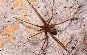 Spiders do not have chewing mouthparts and commonly utilize digestive enzymes in their saliva to break prey down before consuming it. Brown Recluse Spider Identification A Guide To Spider Control