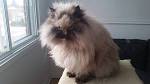 Himalayan Kittens for Sale - Felines4us