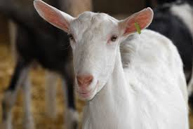 The margin of safety is astronomical, so you should always go with the higher weight, so you should have given her twice the dose for a 100 pound goat. Herd Health Management Dairy Goats And Sheep Alabama Cooperative Extension System
