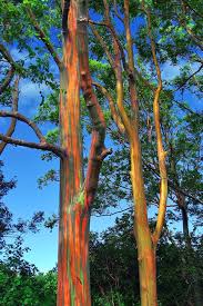 The rainbow eucalyptus is the most colorful tree on earth. Pin By Sicha Gama On Interesting Fun Cute And So On Rainbow Eucalyptus Tree Rainbow Eucalyptus Unique Trees
