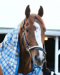 The 2021 kentucky derby horses will compete in the first leg of the triple crown on the first saturday in may, when it has been held for 89 of the past 90 years. Eahq4a42pkabnm
