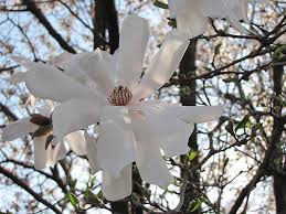 Waterlily Magnolia Magnolia Stellata Waterlily At Oakland Nurseries Inc Magnolia Stellata Low Maintenance Tree Water Lilies