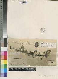 Image result for Canthium glaucum