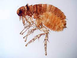 Diese lösen nicht nur einen unangenehmen juckreiz aus durch ihre bisse und ihre bewegung, sondern können auch zu einer allergie führen. Der Sommer Geht Die Parasiten Bleiben