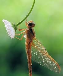 Pin By Kathrin Weiss On Butterfly S Dragonfly S And Moths In 2020 Dragonfly Beautiful Bugs Black And White Photography
