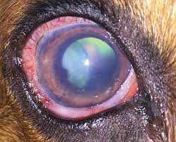 Dec 08, 2009 · glaucoma is common in certain dog breeds that are genetically predisposed, such as samoyeds, cocker spaniels, poodles, chow chows, and siberians. Acute Glaucoma A True Emergency Today S Veterinary Practice