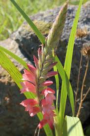 Image result for Psammotropha myriantha