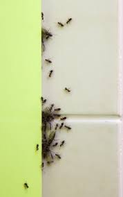 Ameisen im haus oder in der wohnung vorbeugen. Ameisen In Der Kuche Ursachen Und Hilfe Gegen Den Ameisenbefall