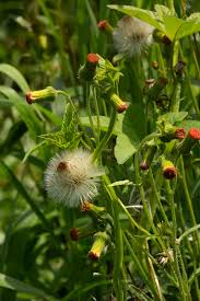 Image result for Crassocephalum crepidioides