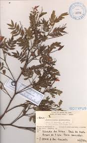 Image result for Chamaecrista wittei