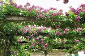 Rosa Veilchenblau Rambling Rose Kew Gardens Garden Plants