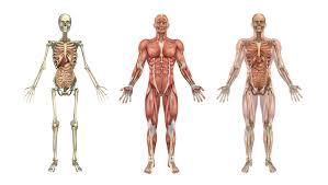 Furthermore, it protects the vital organs and provides strength to the muscle. Human Skeleton Muscles And Internal Organs Kidspressmagazine Com