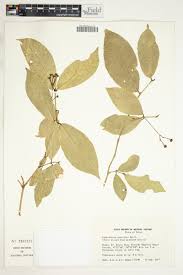 Image result for Lasiodiscus pervillei