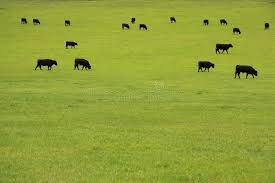 Beef Cattle In Pasture Black Angus Beef Cattle Grazing In A Lush Pasture Spon Black Angus Pasture Beef Cattle Beef Cattle Black Angus Beef Cattle