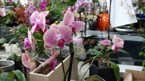 If you and i are alive today, it is because of water. The Ultimate Guide To Orchids Greener On The Inside