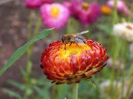 Image result for Helichrysum dilucidum