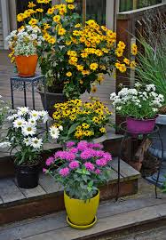 Whatever perennials you choose, your garden landscape can be full of flowers that bloom all summer. The Complete Guide To Growing Perennials In Containers Walters Gardens Inc