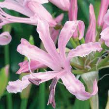 Nerine Bowdenii Longfield Gardens