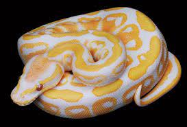 Python regius we have thousands of exotic ball pythons for sale from top breeders from around the world. Facebook
